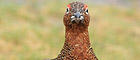 Where to get your glorious grouse 