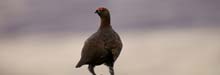 The best London restaurants to order grouse from The Glorious Twelfth