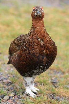 The best London restaurants to order grouse from The Glorious Twelfth