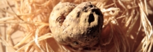 Where to eat truffles in London this Autumn