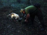 The dogs make a truffle discovery