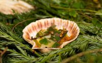 Charred Scottish scallop, Jerusalem artichoke, pine lil-pil, foraged leaves by Adam Rawson