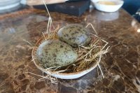 Gulls eggs