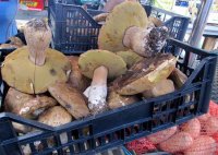 The biggest mushrooms we've ever seen
