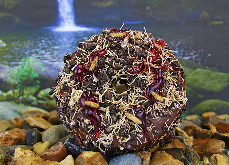 A cricket-laden doughnut hits Doughnut Time with their Bushtucker Trial