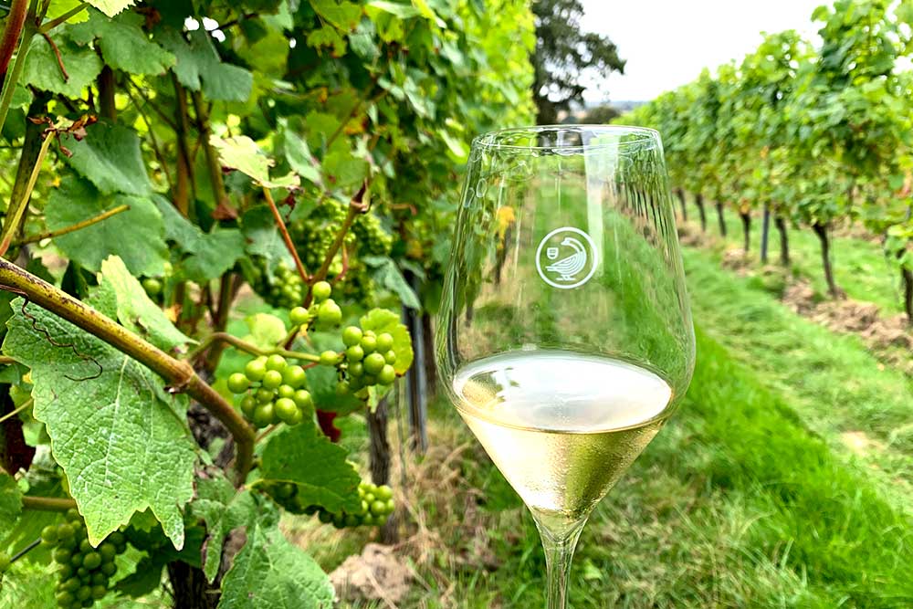 gusbourne vineyard tour review