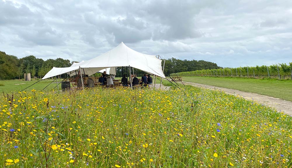 gusbourne vineyard tour review