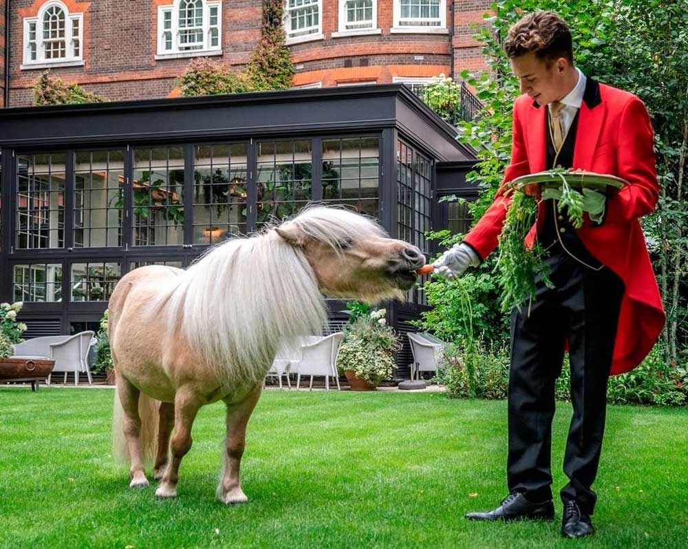 teddy pony at the goring london