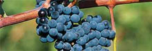 Five London restaurants for English Wine Week
