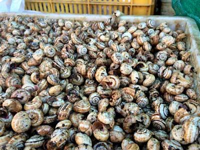 Snails