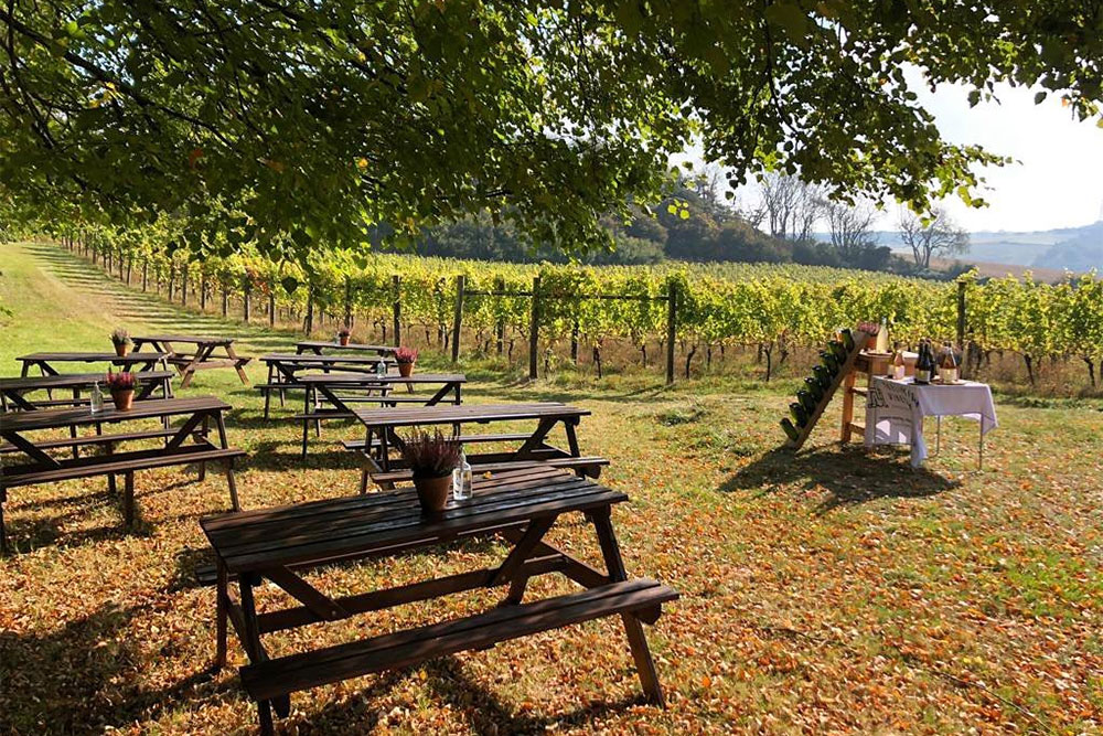 Terlingham vineyard wine tour