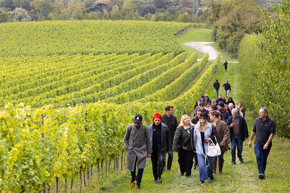 chapel Down vineyard